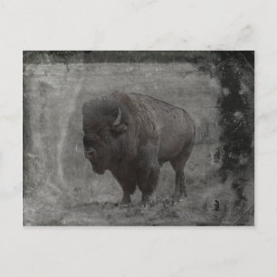 Cartão Postal Buffalo Tintype