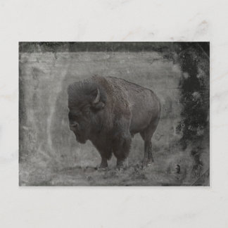 Cartão Postal Buffalo Tintype