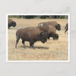 Cartão postal Buffalo Yellowstone