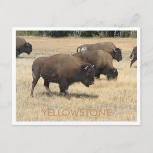Cartão postal Buffalo Yellowstone