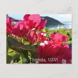 Cartão Postal Buganvília Rosa Caribenha Vida na Ilha