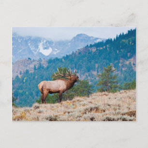 Cartão Postal Bugling do Touro de Alce (Cervus Elephus)