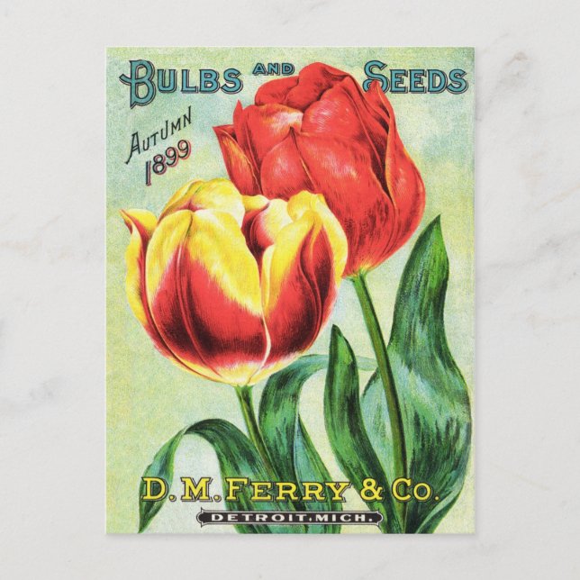 Cartão Postal Bulbos e Sementes Tulipa Vermelha e Amarela (Frente)