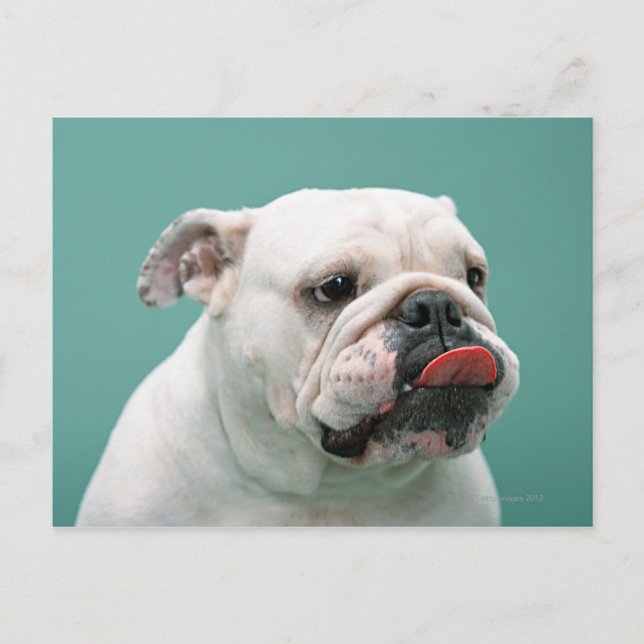 Cartão Postal Buldogue (Frente)