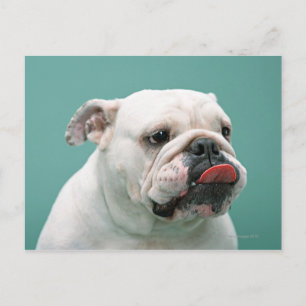 Cartão Postal Buldogue