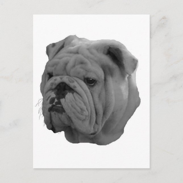 Cartão Postal Buldogue (Frente)