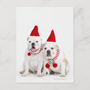 Cartão Postal Buldogue
