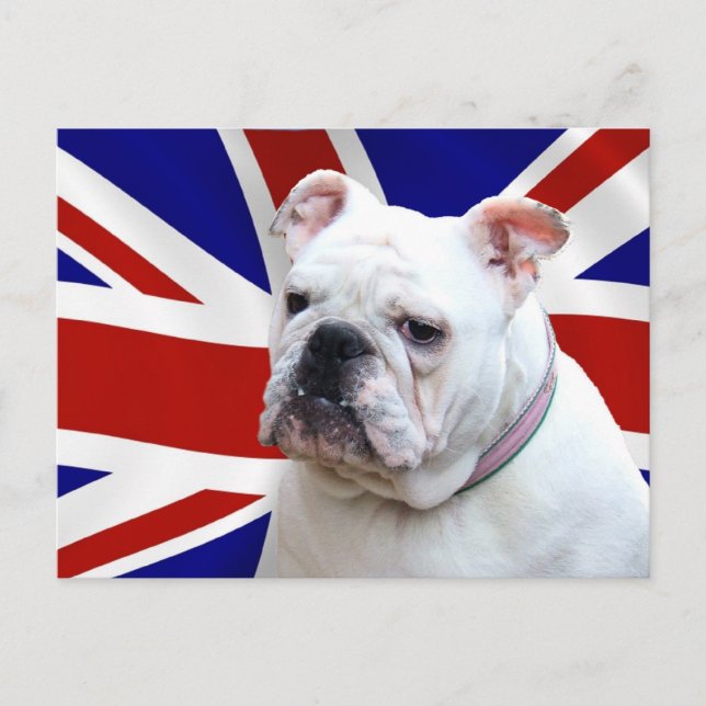 Cartão Postal Buldogue Britânico (Frente)