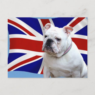 Cartão Postal Buldogue Britânico