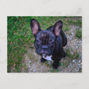 Cartão Postal Buldogue Francês
