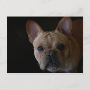 Cartão Postal Buldogue Francês
