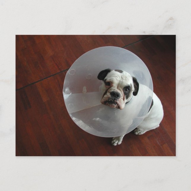 Cartão Postal Buldogue Francês (Frente)