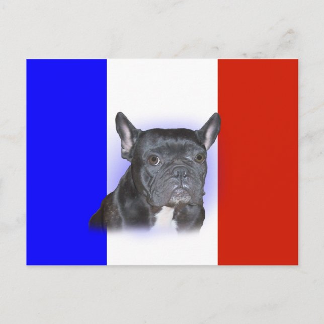 Cartão Postal Buldogue Francês (Frente)