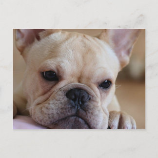 Cartão Postal Buldogue Francês