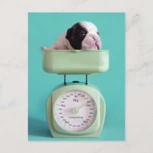 Cartão Postal Buldogue Francês