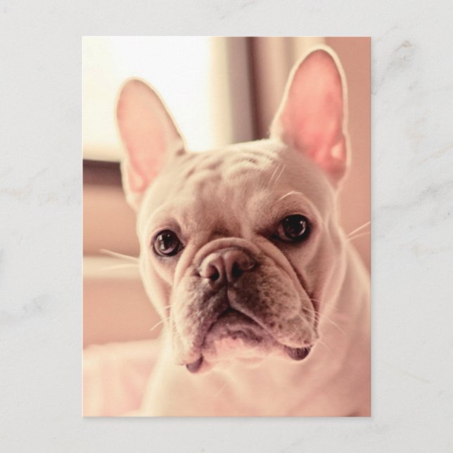 Cartão Postal Buldogue Francês (Frente)