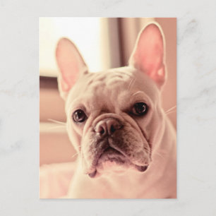 Cartão Postal Buldogue Francês