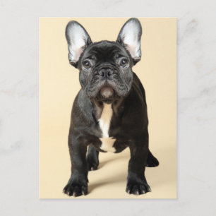 Cartão Postal Buldogue Francês