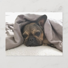 CARTÃO POSTAL BULDOGUE FRANCÊS DESCANSANDO RELAXANDO POSTCROSSIN