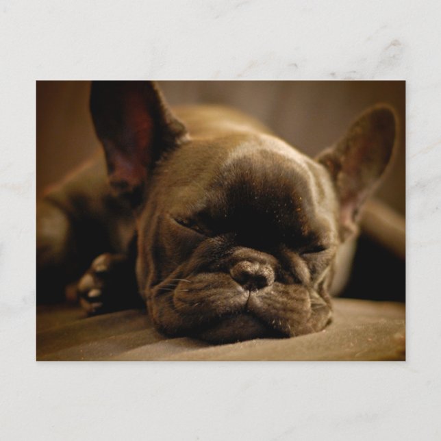 Cartão Postal Buldogue francês sonolento (Frente)