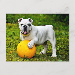 Cartão Postal Buldogue Inglês c/ Ball