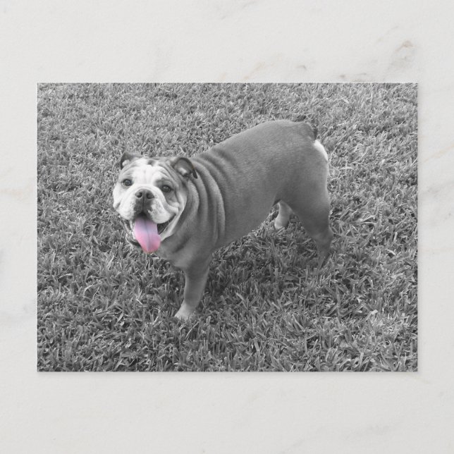 Cartão Postal Buldogue inglês chamado Gucci (Frente)