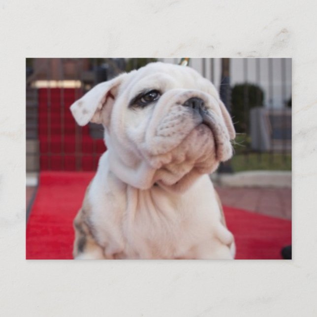 Cartão Postal Buldogue Puppy (Frente)