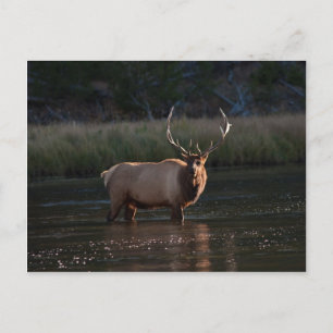 Cartão Postal Bull Elk
