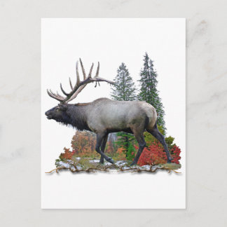 Cartão Postal Bull Elk