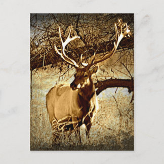 Cartão Postal Bull Elk