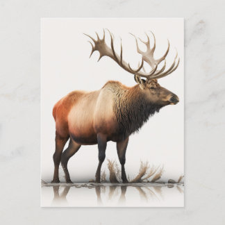 Cartão Postal Bull Elk