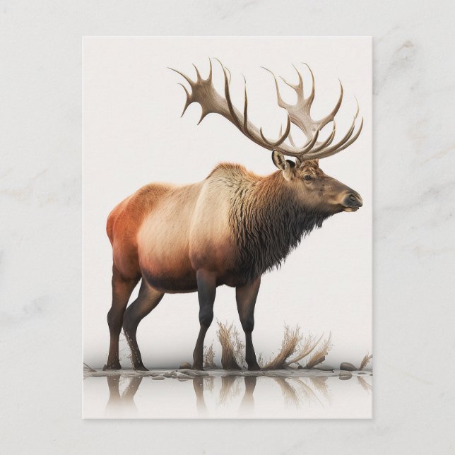 Cartão Postal Bull Elk (Frente)