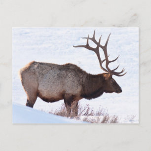 Cartão Postal Bull Elk