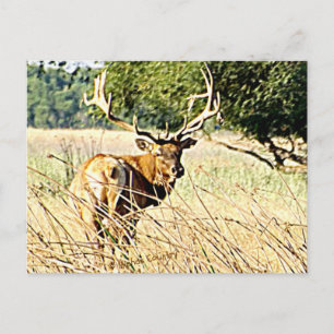 Cartão Postal Bull Elk