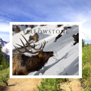 Cartão Postal Bull Elk Grazing, Winter, Yellowstone NP