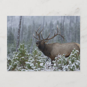 Cartão Postal Bull Elk in snow calling, bugling, Yellowstone