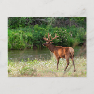 Cartão Postal Bull Elk in the National Bison Range, Montana