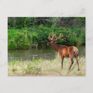 Cartão Postal Bull Elk in the National Bison Range, Montana 2