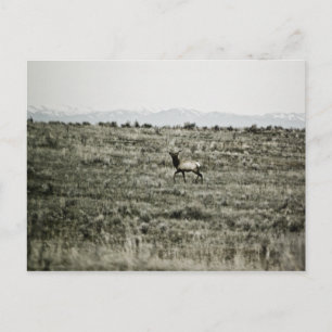 Cartão postal Bull Elk P2800