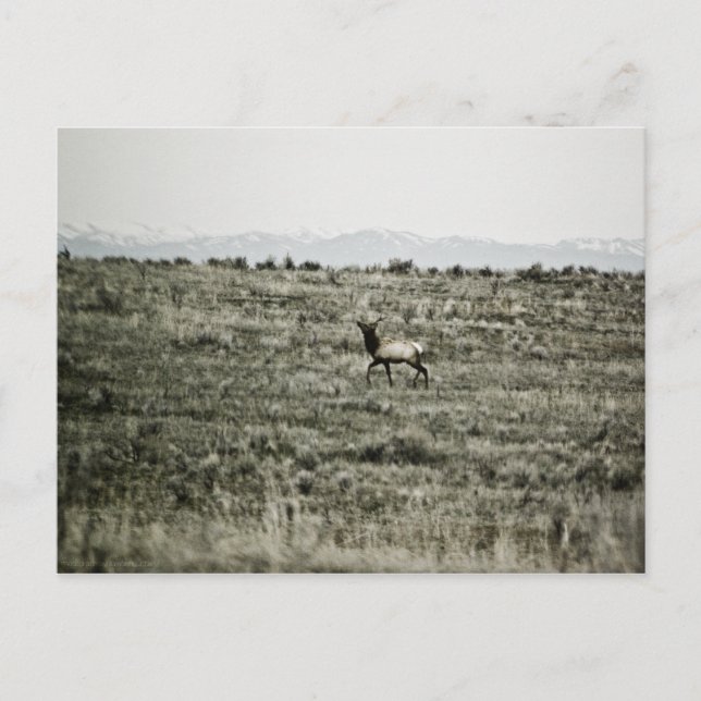 Cartão postal Bull Elk P2800 (Frente)