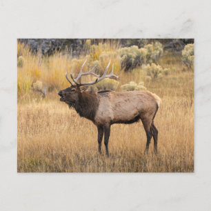 Cartão Postal Bull Elk   Parque Nacional Yellowstone