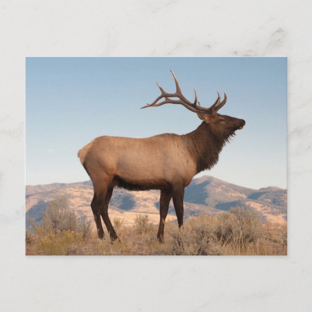 Cartão Postal Bull Elk perto de Mammoth | Wyoming (Frente)