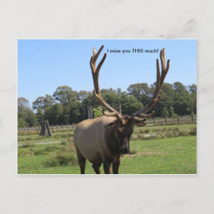 Cartão postal Bull Elk Solo