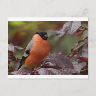 Cartão Postal Bull Finch