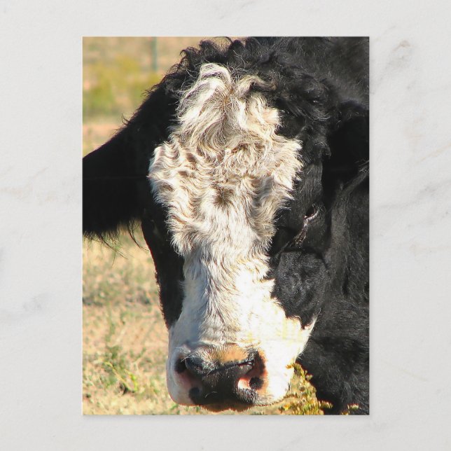 Cartão Postal Bull Handsome (Frente)