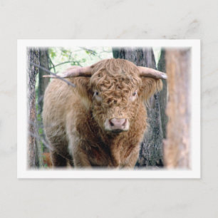 Cartão Postal Bull Highland