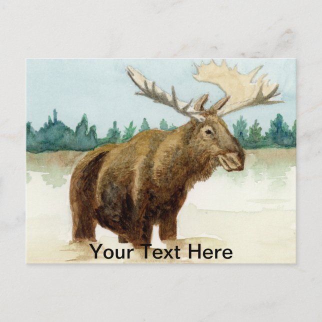 Cartão Postal Bull Moose (Frente)