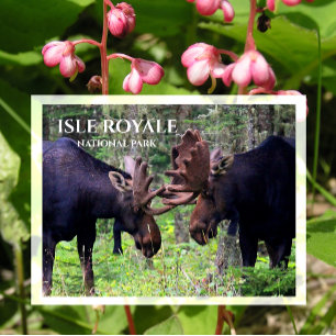Cartão Postal Bull Moose Duel, Isle Royale