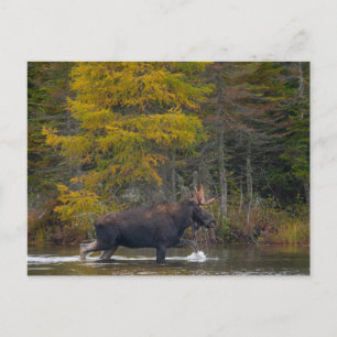 Cartão Postal Bull Moose em Lago