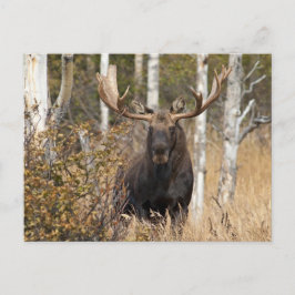 Cartão Postal Bull Moose Impressionante
